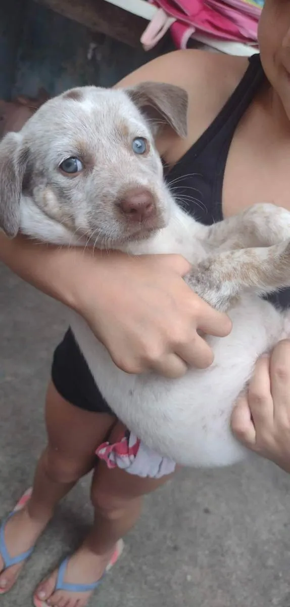 Cachorro ra a Viralata idade Abaixo de 2 meses nome Sem nome