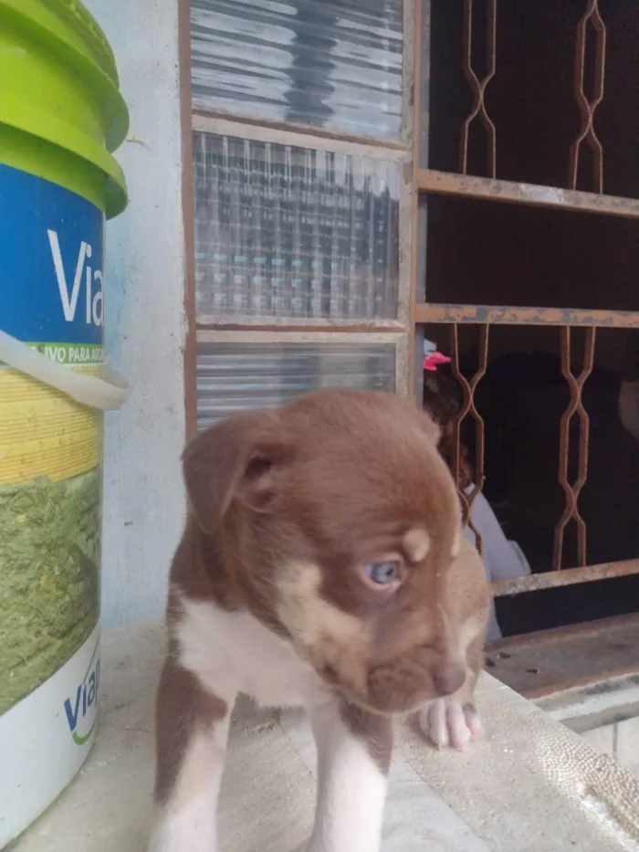 Cachorro ra a Viralata idade Abaixo de 2 meses nome Sem nome