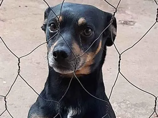 Cachorro ra a Vira lata idade 5 anos nome Pinguim e Neguinha 