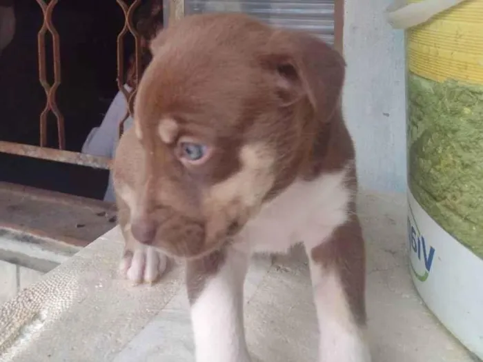 Cachorro ra a Viralata idade Abaixo de 2 meses nome Sem nome