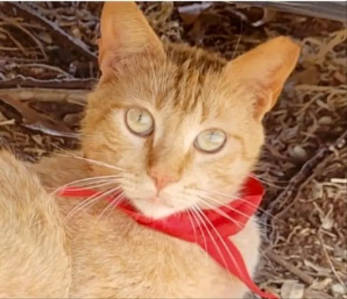 Gato ra a Mestiço  idade 2 anos nome Theo 
