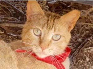 Gato raça Mestiço  idade 2 anos nome Theo 