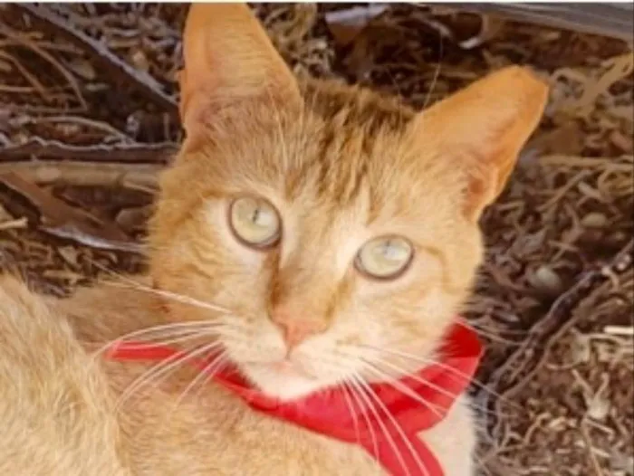 Gato ra a Mestiço  idade 2 anos nome Theo 