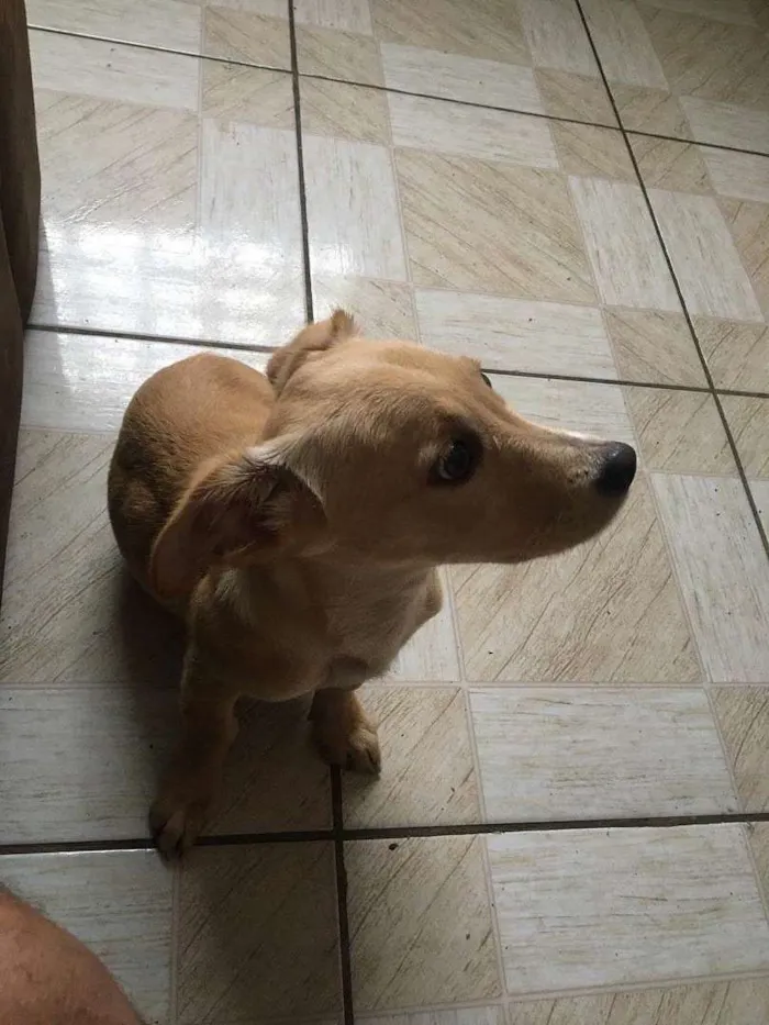 Cachorro ra a Não sei idade 2 a 6 meses nome Nick