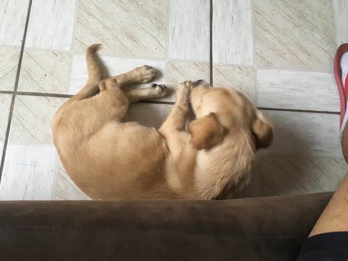 Cachorro ra a Não sei idade 2 a 6 meses nome Nick