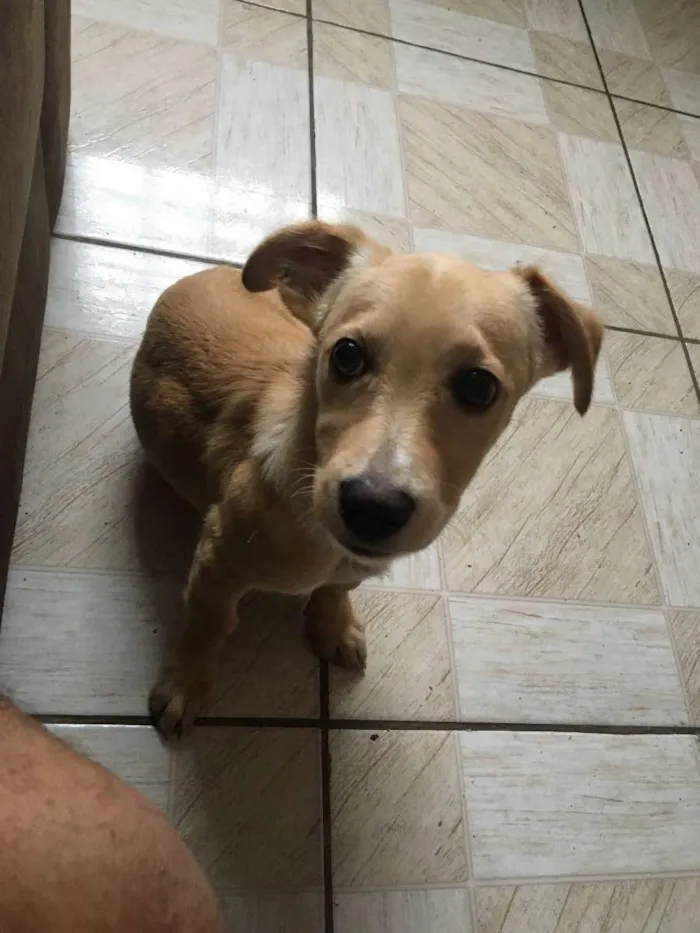 Cachorro ra a Não sei idade 2 a 6 meses nome Nick