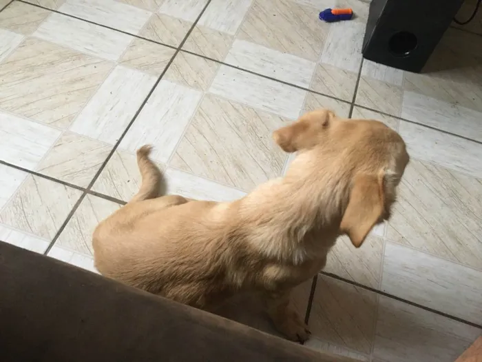 Cachorro ra a Não sei idade 2 a 6 meses nome Nick