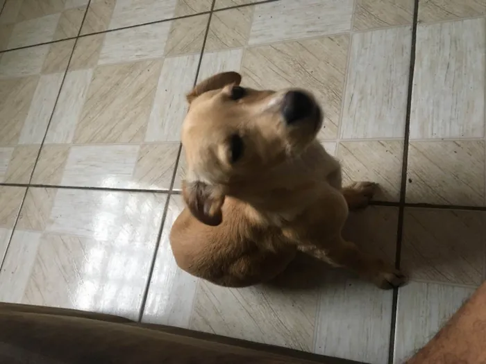 Cachorro ra a Não sei idade 2 a 6 meses nome Nick