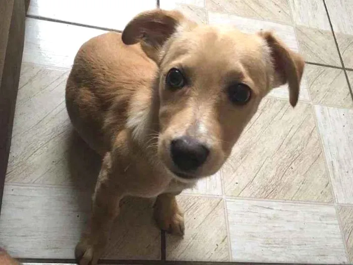 Cachorro ra a Não sei idade 2 a 6 meses nome Nick