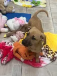Cachorro raça SRD idade 2 a 6 meses nome Sem nome