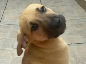 Cachorro raça SRD idade 2 a 6 meses nome Sem nome