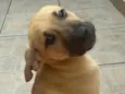 Cachorro raça SRD idade 2 a 6 meses nome Sem nome