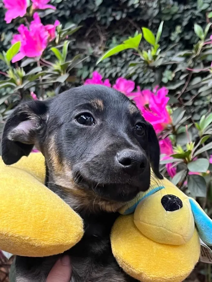 Cachorro raça SRD idade 2 a 6 meses nome Sem nome