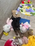 Cachorro raça SRD idade 2 a 6 meses nome Sem nome