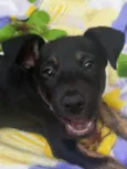 Cachorro raça SRD idade 2 a 6 meses nome Sem nome