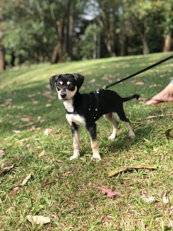 Cachorro ra a Vira Lata idade 2 a 6 meses nome Floki