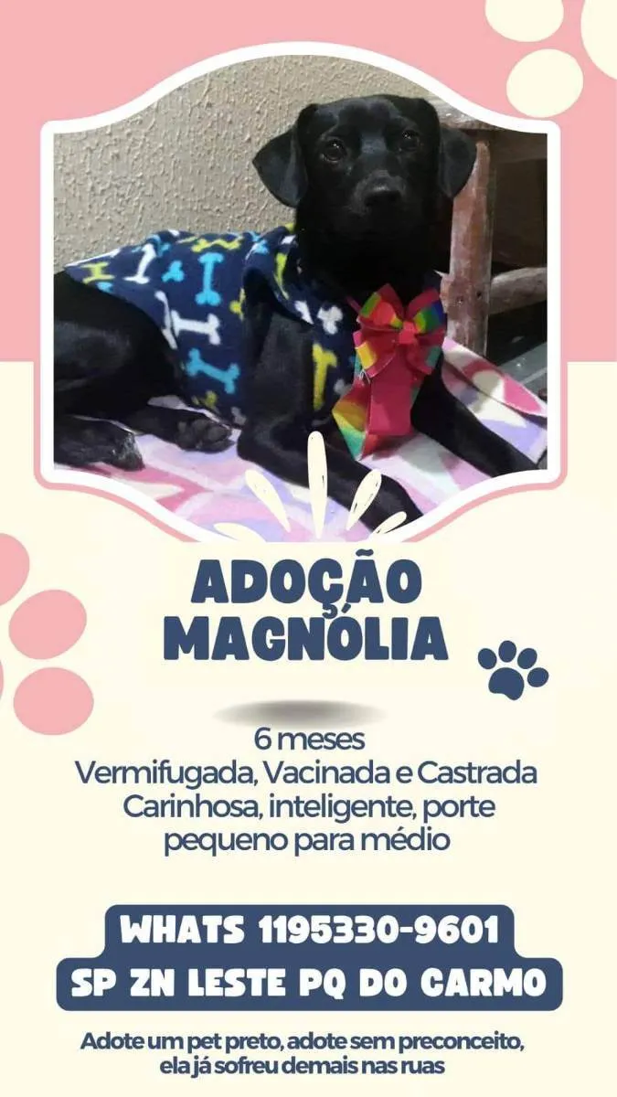Cachorro raça SRD idade 7 a 11 meses nome Magnólia 