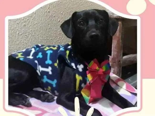 Cachorro raça SRD idade 7 a 11 meses nome Magnólia 