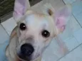 Cachorro raça SRD idade 7 a 11 meses nome Sem Nome