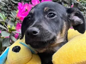 Cachorro raça SRD idade 2 a 6 meses nome Sem nome