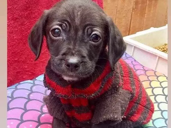 Cachorro raça  idade 2 a 6 meses nome Ruan 