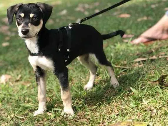 Cachorro ra a Vira Lata idade 2 a 6 meses nome Floki