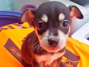 Cachorro raça  idade 2 a 6 meses nome Renan