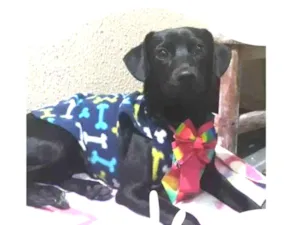 Cachorro raça SRD idade 7 a 11 meses nome Magnólia 
