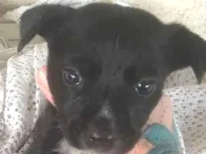 Cachorro raça SRD idade 2 a 6 meses nome DUDU