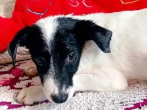Cachorro raça  idade 2 a 6 meses nome Mirtes 
