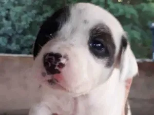 Cachorro raça SRD idade 2 a 6 meses nome MILKA