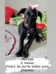 Cachorro raça  idade 2 a 6 meses nome Matilde 