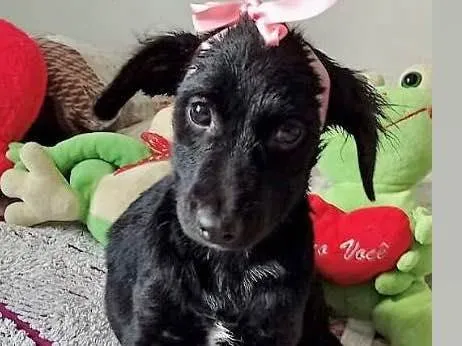 Cachorro raça  idade 2 a 6 meses nome Matilde 