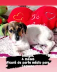 Cachorro raça  idade 2 a 6 meses nome Margot 