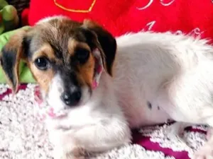 Cachorro raça  idade 2 a 6 meses nome Margot 