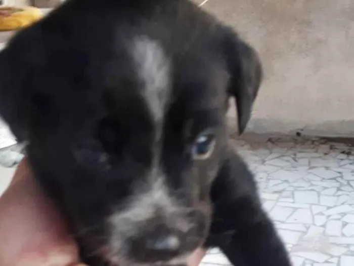 Cachorro raça SRD idade 2 a 6 meses nome MILA