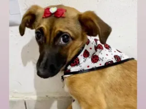 Cachorro raça  idade 2 a 6 meses nome Felícia