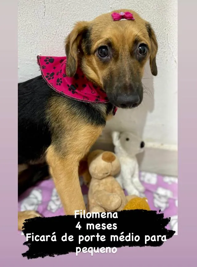 Cachorro raça  idade 2 a 6 meses nome Filomena