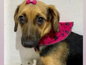 Cachorro raça  idade 2 a 6 meses nome Filomena