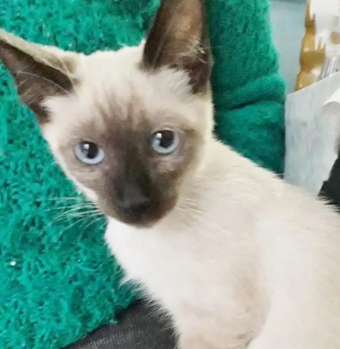 Gato raça SRD idade 2 a 6 meses nome NARIZINHO FILHOTINHA