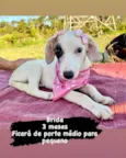 Cachorro raça  idade 2 a 6 meses nome Brida