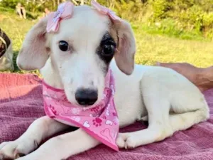 Cachorro raça  idade 2 a 6 meses nome Brida