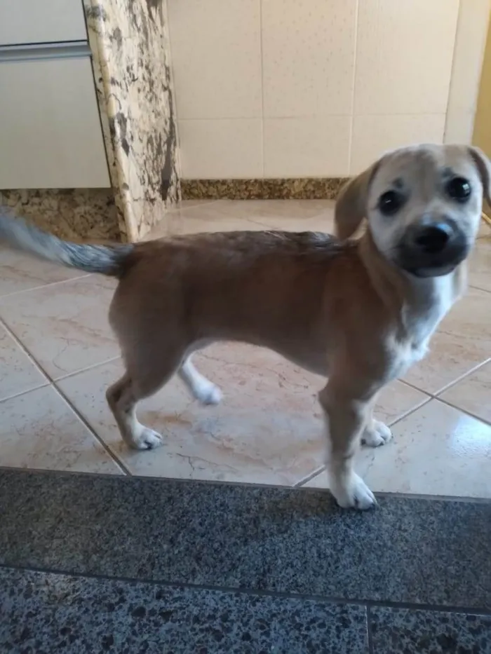 Cachorro ra a não tem  idade 2 a 6 meses nome Chica 