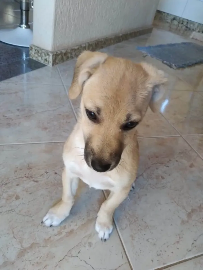 Cachorro ra a não tem  idade 2 a 6 meses nome Chica 