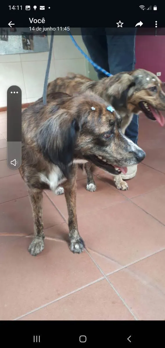 Cachorro ra a SRD idade 2 anos nome Bella e Princesa