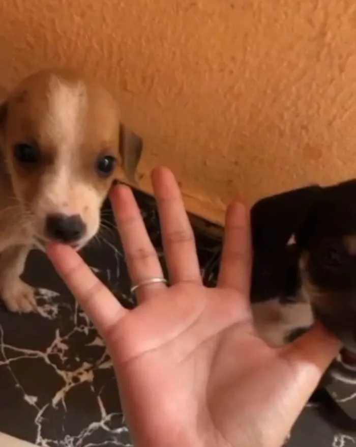 Cachorro ra a Viralata idade Abaixo de 2 meses nome Eles não tem nomes