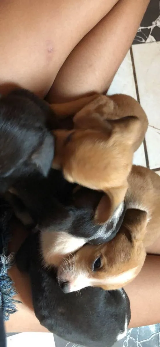 Cachorro ra a Viralata idade Abaixo de 2 meses nome Eles não tem nomes