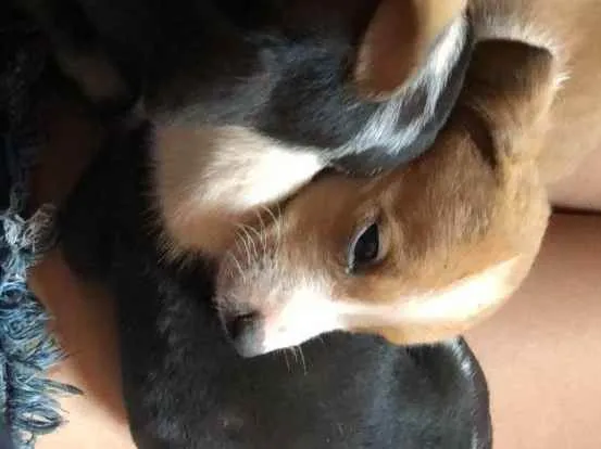 Cachorro ra a Viralata idade Abaixo de 2 meses nome Eles não tem nomes