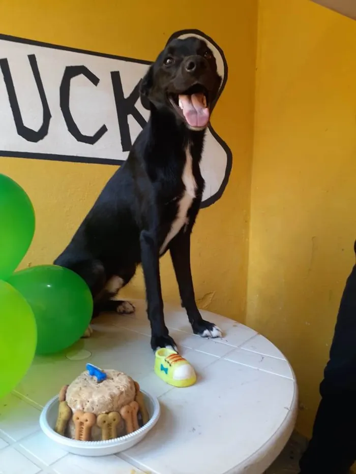 Cachorro raça  idade 2 a 6 meses nome Duck