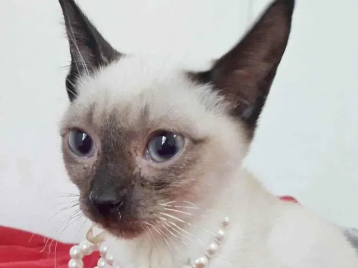 Gato raça SRD idade 2 a 6 meses nome MABEL